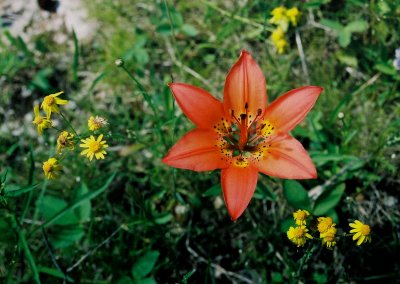 Lilium philadelphicum var. philadelphicum (wood Lily) w. Senecio aureus (golden ragwort). Bruce Penninsula, Ont 6/30/08