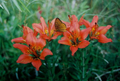 L. philadelphicum var. andinum (western wood lily) with Speyeria cybele (great spangled fritillary) Manitoba. 7/8/08