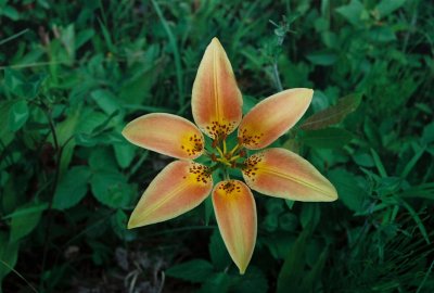 L. philadelphicum, orange-colored flower. MB 7/9/08