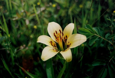 L. philadelphicum, yellow flower. MB 7/9/08