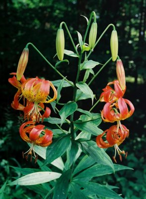 L. superbum, reddish flowers. WVA 7/20/08