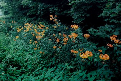 L. superbum, massive roadside stand. WVA 7/20/08
