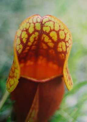 Carnivorous plants and ferns 2008