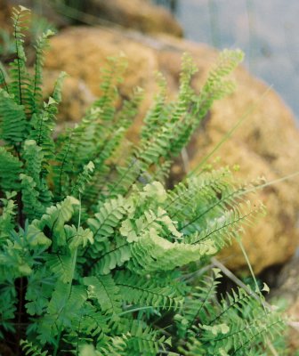Adiantum aleuticum (Aleutian maidenhair fern) Tablelands, Nfld 7/10/07