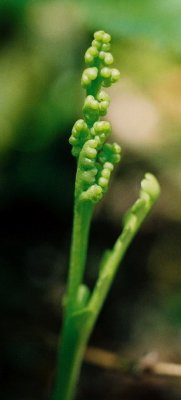 Botrychium lunaria (moonwort fern) emerging plant, 2 tall. Pic River Dunes, Ont  7/3/08