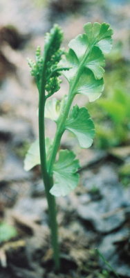 Botrychium lunaria, mature plant, 4 tall. Pukaskwa Nat'l Park, Ont  7/14/08