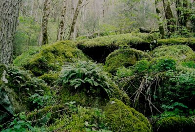 Polypodium virginianum (rock polypody) habitat. Great Smoky Mountains Nat'l Park ,TN  4/20/08