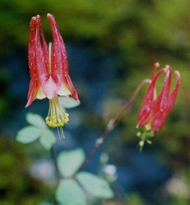 Aquilegia canadensis (wild columbine) Roger Perry Memorial Preserve, Dutchess Co. NY  5/21/08