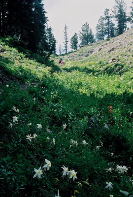 Aquilegia caerulea, sub-alpine habitat. Mt Naomi Wilderness, UT  8/12/08