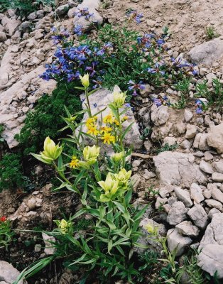 Castilleja chromosa (yellow paintbrush) w. Penstemon caespitosa.  Mt. Naomi Wilderness Area, UT  8/12/08
