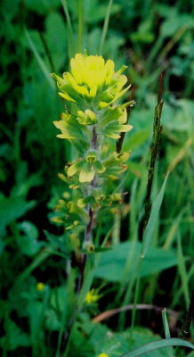 Castilleja spp. (yellow paintbrush) Woodridge, MB  7/10/08