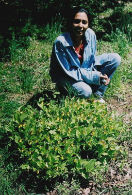 Mrs. Nelson poses with the BIG clump of Cypripedium parviflorum var. parviflorum. VA