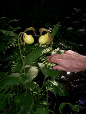 Kentucky lady's-slipper. VA (digital photo by Johanna Nelson)