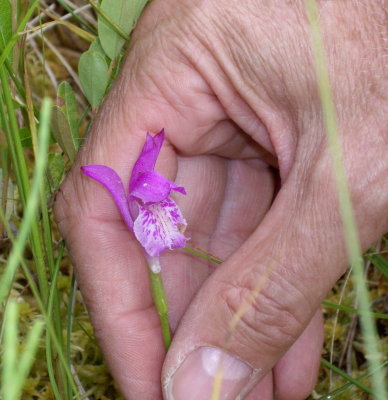 Dragon's mouth orchid. Rita Lake, Sibley Penninsula, Ont. (digital photo by Jacqueline Nelson)
