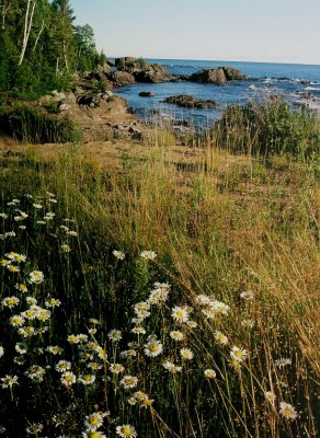 Ox-eye daisy, Batchawana Bay, Ont