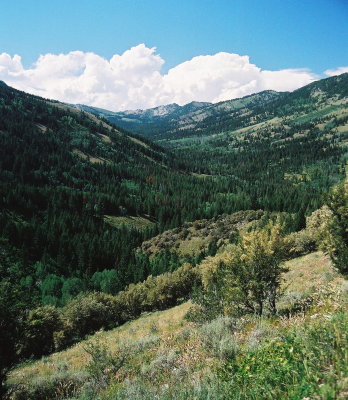 Bloomington Canyon, Idaho. Curlleaf mountain mahogany (Cercocarpus ledifolius) in the foreground.