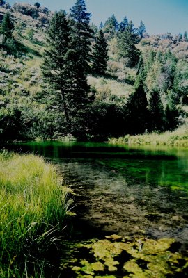 A mountain spring. Bloomington Canyon, Idaho.