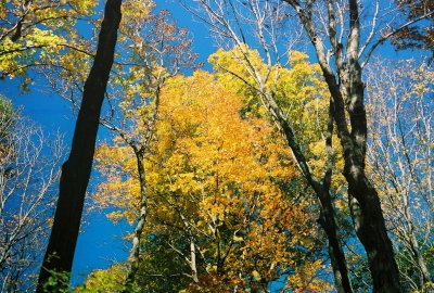Fall colors. Johnsonburg Preserve, NJ