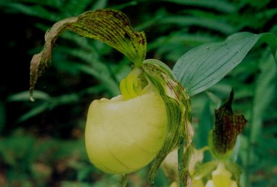 Cypripedium kentuckiense, close-up.