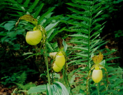 Cypripedium kentuckiense, reminiscent of a hot-house orchid.