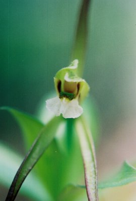 I. verticillata close-up.