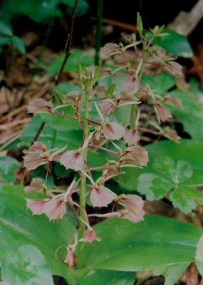 L. liliifolia