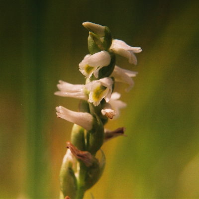 Spiranthes lucida 6/12/09 NJ