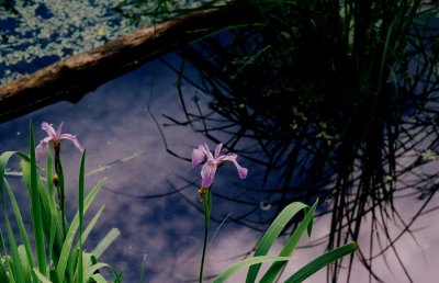 Iris versicolor (northern blue iris) 6/12/09  Mud Pond, NJ