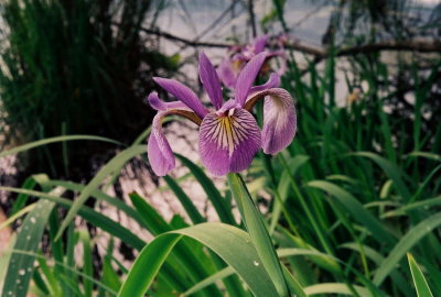 Iris versicolor, close-up.