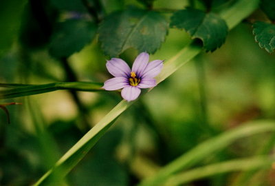 Sisyrinchium angustifolium (blue-eyed grass)  6/12/09 NJ