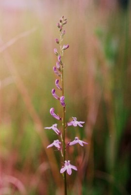 Lobelia spicata (spiked lobelia) 6/12/09  NJ