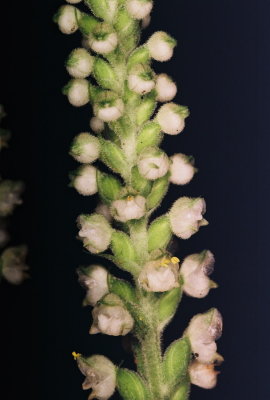 G. pubescens close-up. Bedford, NY 8/6/09