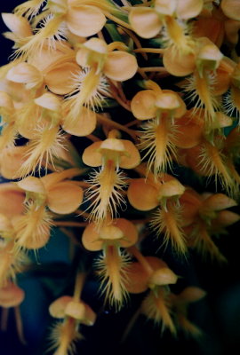 Platanthera ciliaris close-up. Hazelton, PA  8/2/09