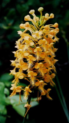 Platanthera ciliaris raceme. Hazelton, PA  8/2/09