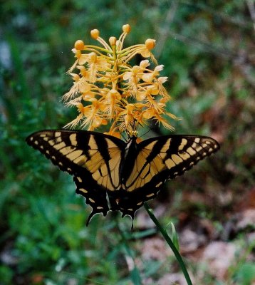 Platanthera ciliaris w. tiger swallowtail. PA 8/3/09