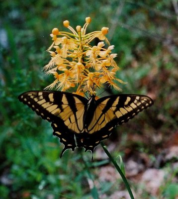 Platanthera ciliaris w. tiger swallowtail.  PA  8/3/09