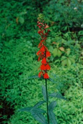 Lobelia cardinalis PA 8/3/09