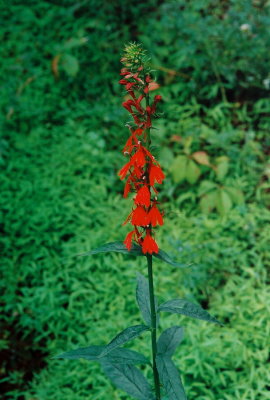 Lobelia cardinalis PA  8/3/09