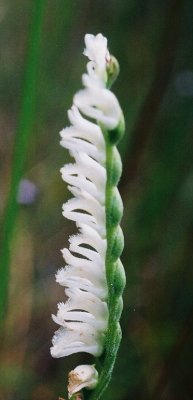 S. laciniata w. secund flower spike. NJ  9/6/09