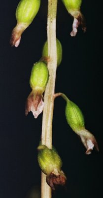 C. odontorhiza showing lip. PA  9/18/09