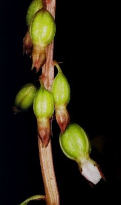 C. odontorhiza chasmogamous flower showing lip. PA  9/18/09