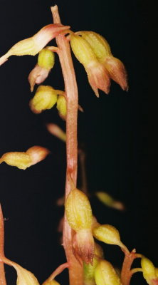 C. odontorhiza showing cleistogamous flowers. PA  9/18/09