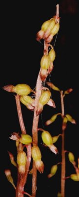 C. odontorhiza, group. PA  9/18/09