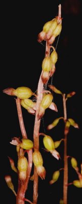 C. odontorhiza, group. PA 9/18/09