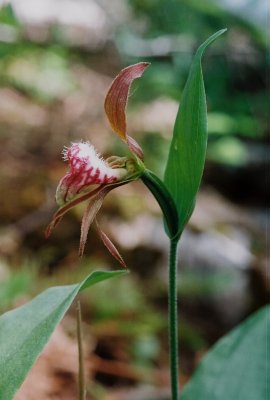 Cypripedium arietinum (ram's-head lady's-slipper)