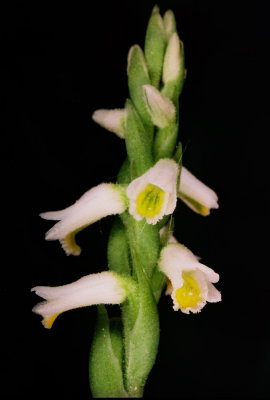 Spiranthes lucida, Bergen.