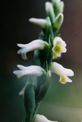 Spiranthes lucida, natural light, Bergen.