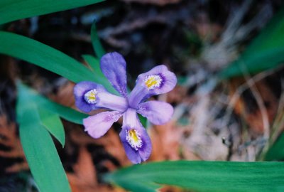 The endangered dwarf lake iris (Iris lacustris)