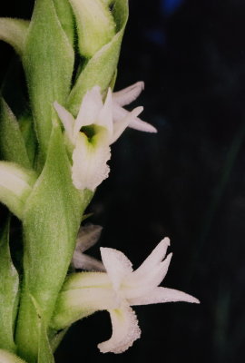 Spiranthes diluvialis in Utah