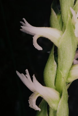 Spiranthes. diluvialis